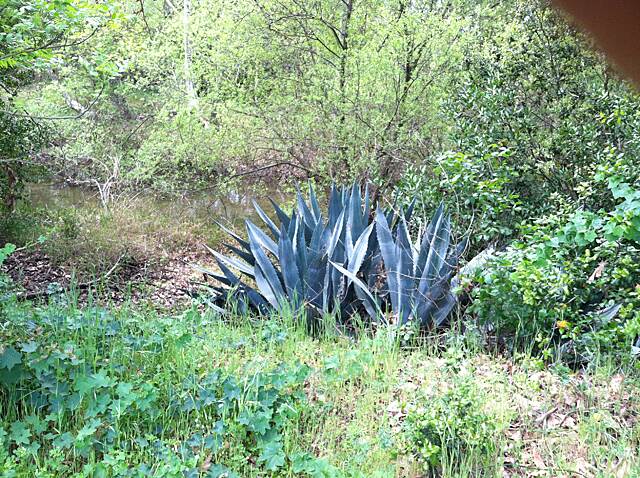 Coyote Creek Trail (San Jose) Photos | TrailLink