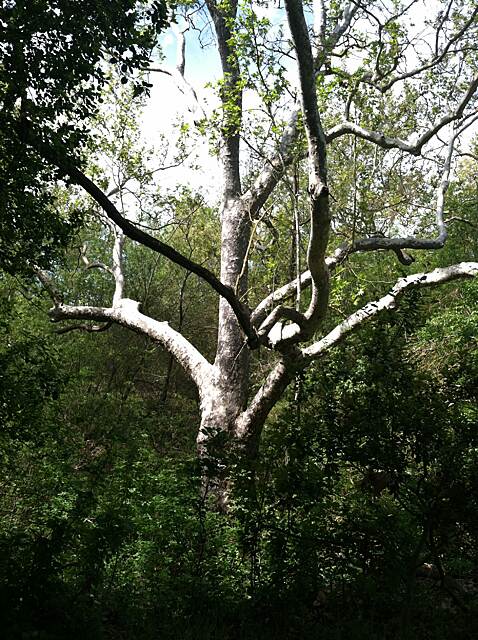 Coyote Creek Trail (San Jose) Photos | TrailLink