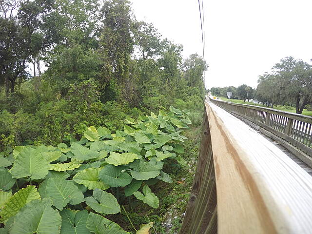 South Lake and Lake Minneola Scenic Trail Photos  TrailLink