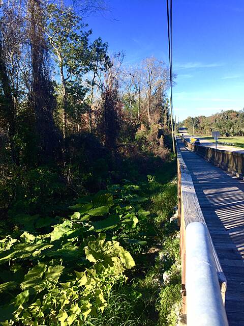 South Lake and Lake Minneola Scenic Trail Photos  TrailLink